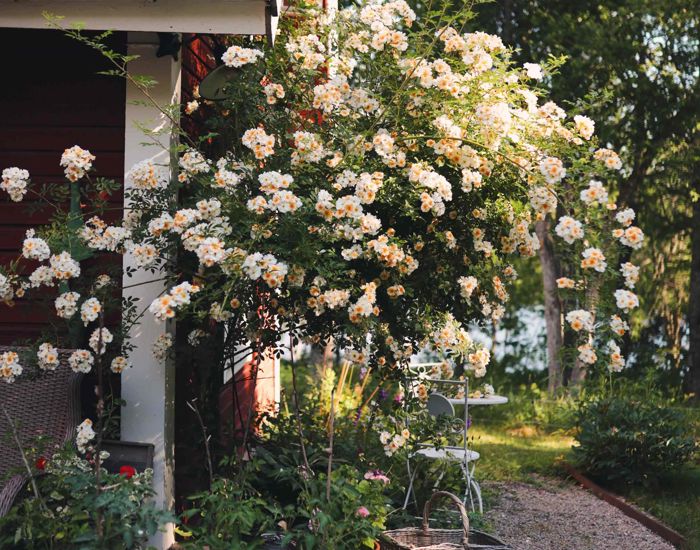 Image00079